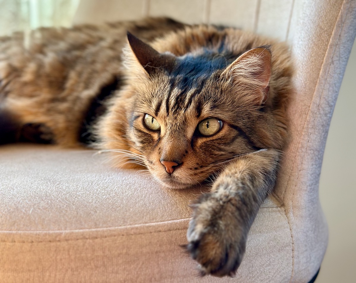 My sister’s cat